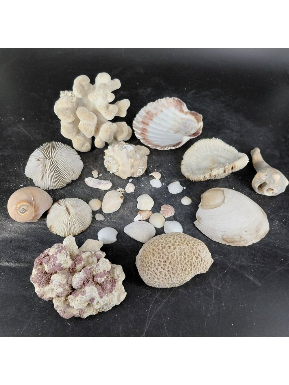 Natural Sea Shells Coral Pieces Lot Beach Nautical Coastal Decor White Tan 2+ Lb